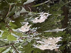 Hydrangea heteromalla  